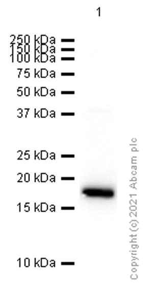 Western blot - Anti-PTN antibody [EPR3041] - BSA and Azide free (AB247502)
