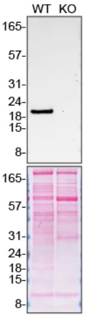 Western blot - Anti-PTN antibody [EPR3041] - BSA and Azide free (AB247502)
