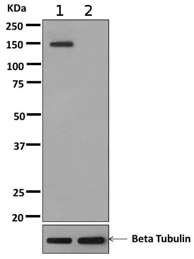 Western blot - Anti-PTP alpha (phospho Y798) antibody [EPR10369] (AB169769)