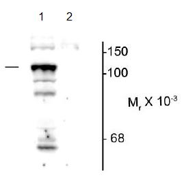 Western blot - Anti-PTP-H1 (phospho S459) antibody (AB169869), expandable thumbnail