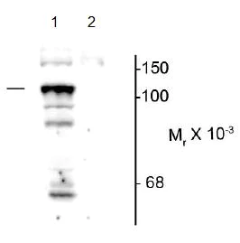 Western blot - Anti-PTP-H1 (phospho S459) antibody (AB169869)