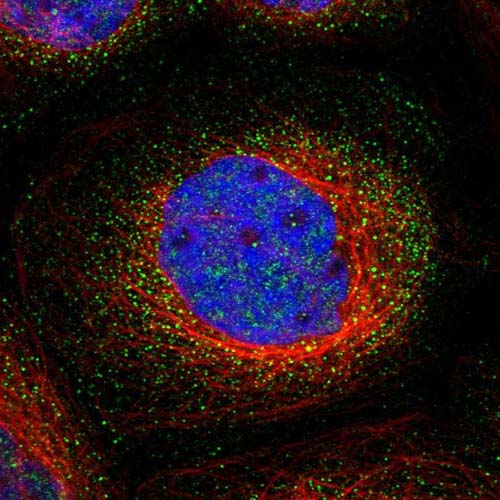 Immunocytochemistry/ Immunofluorescence - Anti-PTP zeta/ Phosphacan antibody (AB126497), expandable thumbnail
