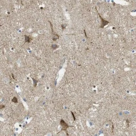 Immunohistochemistry (Formalin/PFA-fixed paraffin-embedded sections) - Anti-PTP zeta/ Phosphacan antibody (AB126497)