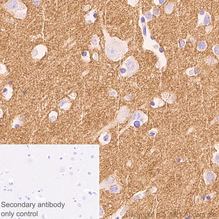 Immunohistochemistry (Formalin/PFA-fixed paraffin-embedded sections) - Anti-PTP zeta/ Phosphacan antibody [EPR26270-86] - BSA and Azide free (AB290651)