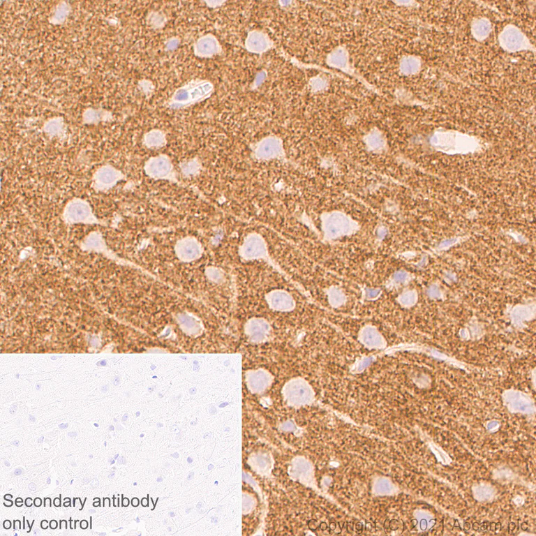 Immunohistochemistry (Formalin/PFA-fixed paraffin-embedded sections) - Anti-PTP zeta/ Phosphacan antibody [EPR26270-86] - BSA and Azide free (AB290651)