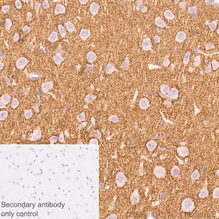 Immunohistochemistry (Formalin/PFA-fixed paraffin-embedded sections) - Anti-PTP zeta/ Phosphacan antibody [EPR26270-86] - BSA and Azide free (AB290651)