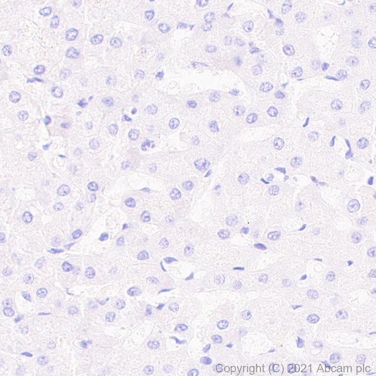 Immunohistochemistry (Formalin/PFA-fixed paraffin-embedded sections) - Anti-PTP zeta/ Phosphacan antibody [EPR26270-86] - BSA and Azide free (AB290651)