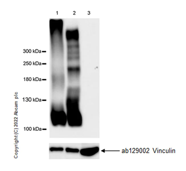 Western blot - Anti-PTP zeta/ Phosphacan antibody [EPR26270-86] - BSA and Azide free (AB290651)