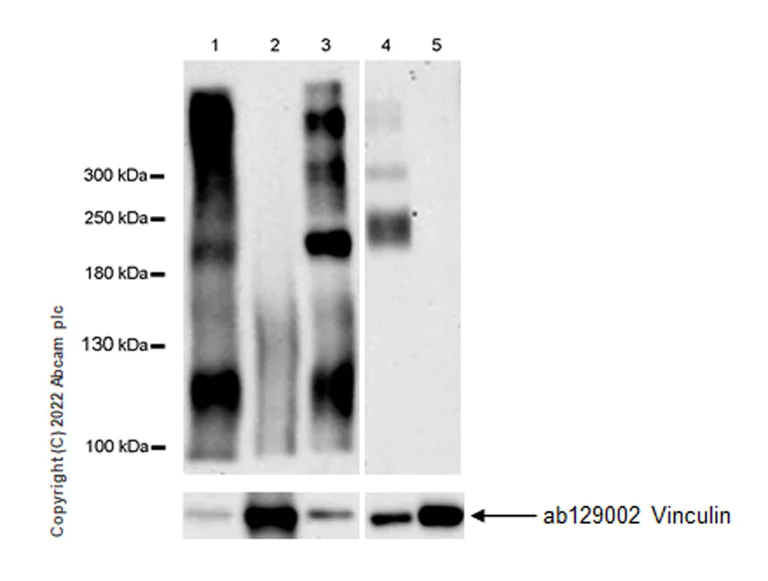 Western blot - Anti-PTP zeta/ Phosphacan antibody [EPR26270-86] - BSA and Azide free (AB290651)