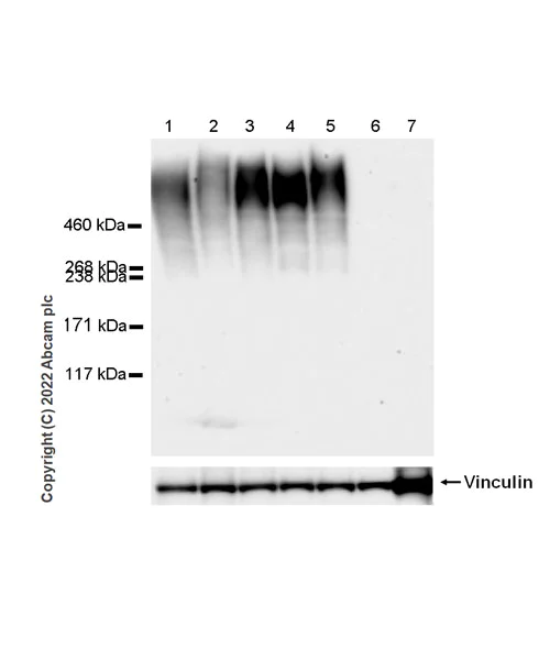 Western blot - Anti-PTP zeta/ Phosphacan antibody [EPR26271-75] (AB302790)