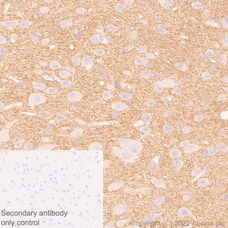 Immunohistochemistry - Anti-PTP zeta/ Phosphacan antibody [EPR26271-75] - BSA and Azide free (AB302791)