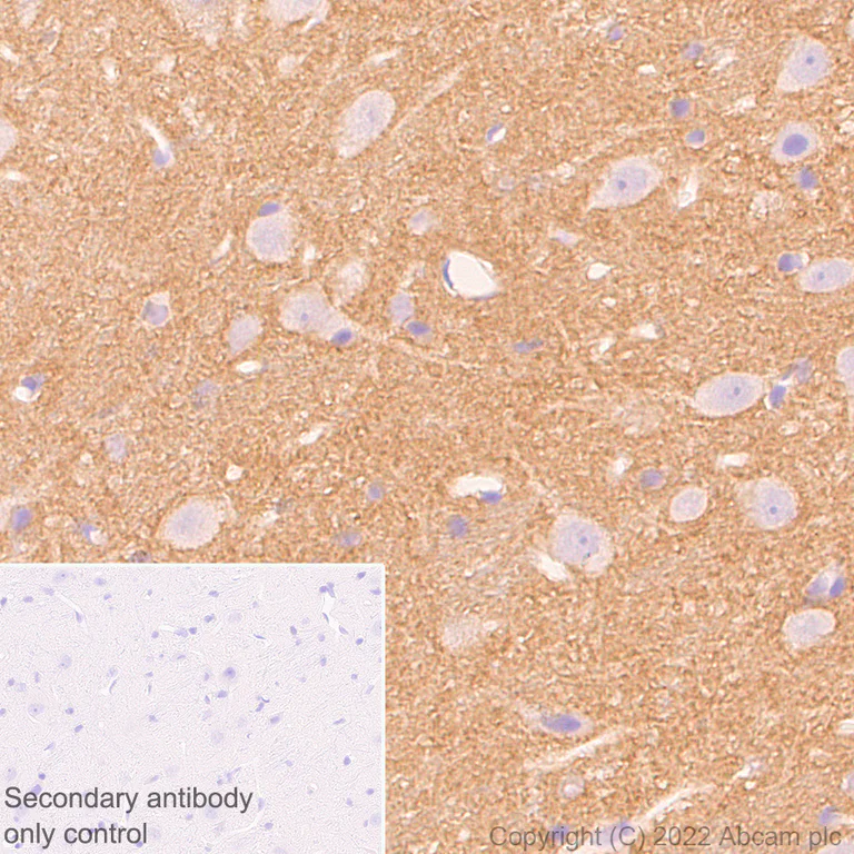 Immunohistochemistry - Anti-PTP zeta/ Phosphacan antibody [EPR26271-75] - BSA and Azide free (AB302791)