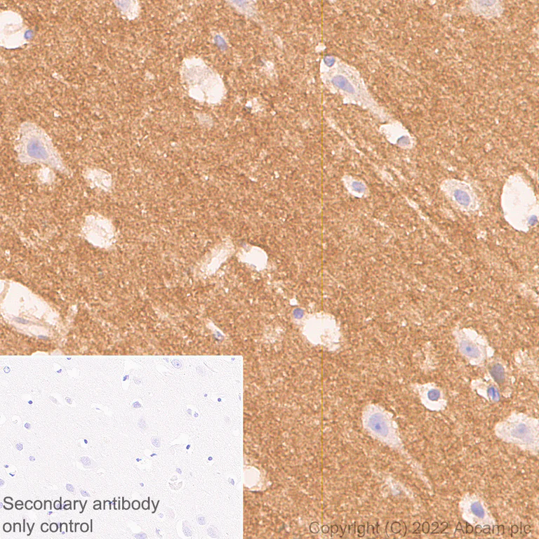 Immunohistochemistry - Anti-PTP zeta/ Phosphacan antibody [EPR26271-75] - BSA and Azide free (AB302791)