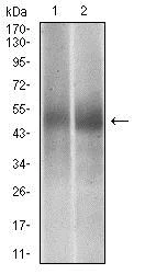 Western blot - Anti-PTP1B antibody [4F8F11] (AB201974)