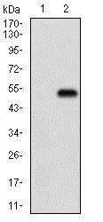 Western blot - Anti-PTP1B antibody [4F8F11] (AB201974)