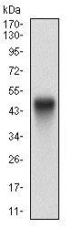 Western blot - Anti-PTP1B antibody [4F8F11] (AB201974)