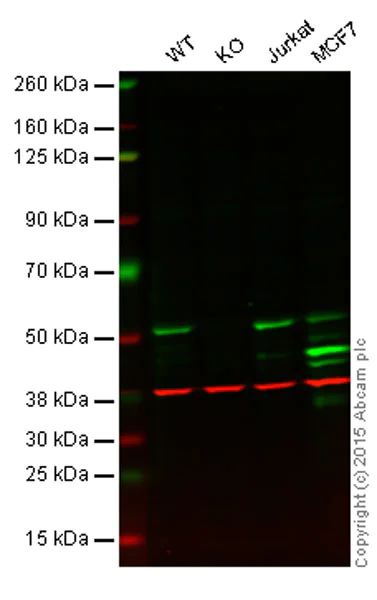 Western blot - Anti-PTP1B antibody [4F8F11] (AB201974)