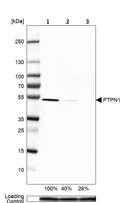 Western blot - Anti-PTP1B antibody (AB244328), expandable thumbnail