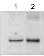 Western blot - Anti-PTP1B antibody (AB88481)