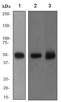 Western blot - Anti-PTP1B antibody [EP1841Y] (AB75856)