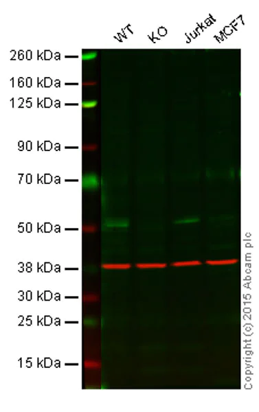 Western blot - Anti-PTP1B antibody [EP1841Y] - BSA and Azide free (AB238956)