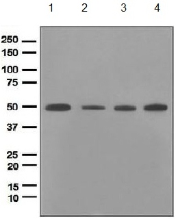 Western blot - Anti-PTP1B antibody [EPR1836(2)] (AB133244), expandable thumbnail