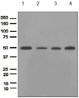 Western blot - Anti-PTP1B antibody [EPR1836(2)] (AB133244)