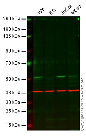 Western blot - Anti-PTP1B antibody [EPR1836(2)] - BSA and Azide free (AB232050)