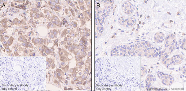 Immunohistochemistry (Formalin/PFA-fixed paraffin-embedded sections) - Anti-PTP1B antibody [EPR22468-6] (AB252928), expandable thumbnail