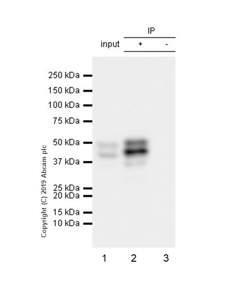Immunoprecipitation - Anti-PTP1B antibody [EPR22468-6] (AB252928), expandable thumbnail
