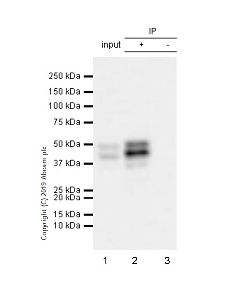 Immunoprecipitation - Anti-PTP1B antibody [EPR22468-6] (AB252928)