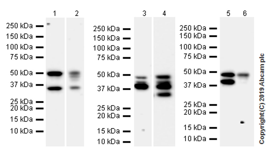 Western blot - Anti-PTP1B antibody [EPR22468-6] (ab252928), expandable thumbnail