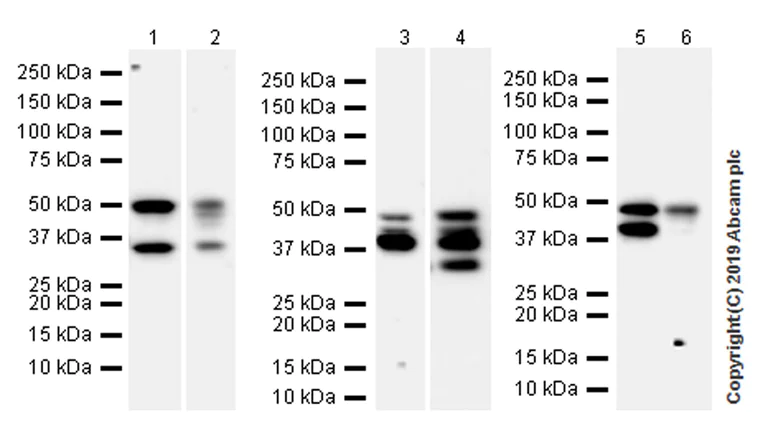 Western blot - Anti-PTP1B antibody [EPR22468-6] (AB252928)