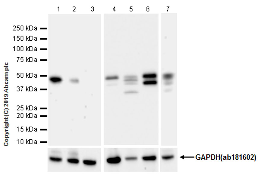 Western blot - Anti-PTP1B antibody [EPR22468-6] (AB252928), expandable thumbnail