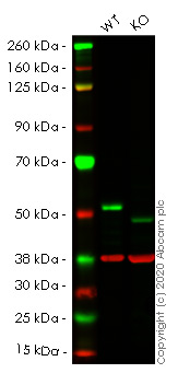 Western blot - Anti-PTP1B antibody [EPR22468-6] (AB252928), expandable thumbnail