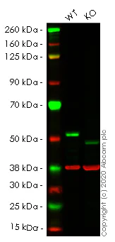 Western blot - Anti-PTP1B antibody [EPR22468-6] (AB252928)