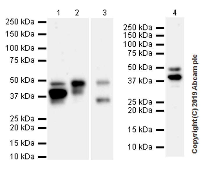 Western blot - Anti-PTP1B antibody [EPR22468-6] (ab252928), expandable thumbnail