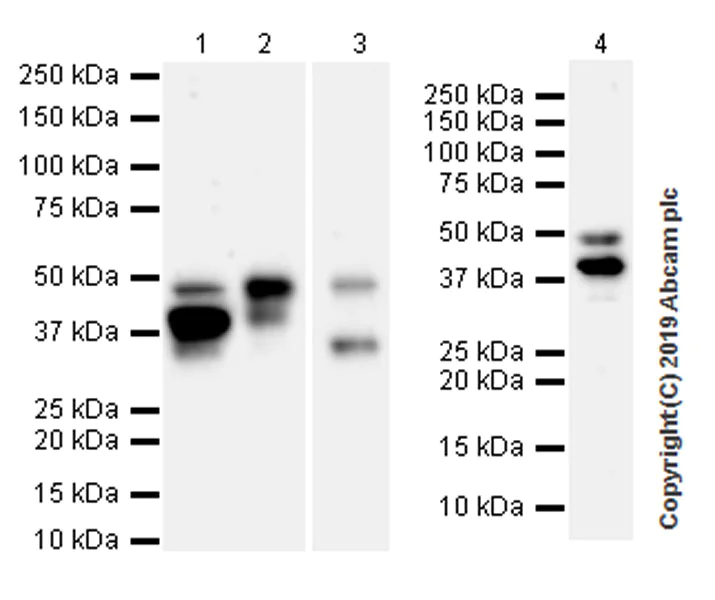 Western blot - Anti-PTP1B antibody [EPR22468-6] (AB252928)