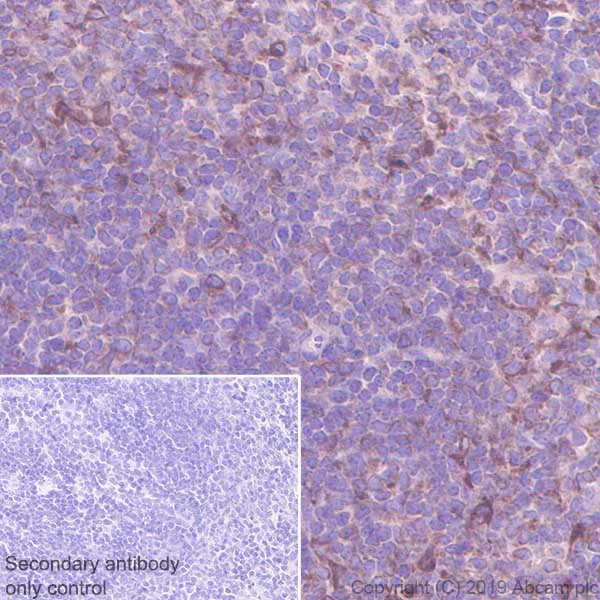 Immunohistochemistry (Formalin/PFA-fixed paraffin-embedded sections) - Anti-PTP1B antibody [EPR22468-6] - BSA and Azide free (AB254269)