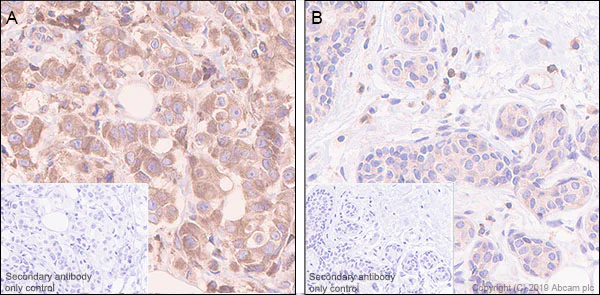 Immunohistochemistry (Formalin/PFA-fixed paraffin-embedded sections) - Anti-PTP1B antibody [EPR22468-6] - BSA and Azide free (AB254269)