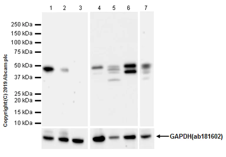 Western blot - Anti-PTP1B antibody [EPR22468-6] - BSA and Azide free (AB254269)
