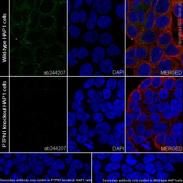 Immunocytochemistry/ Immunofluorescence - Anti-PTP1B antibody [EPR22474] (ab244207), expandable thumbnail