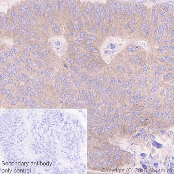 Immunohistochemistry (Formalin/PFA-fixed paraffin-embedded sections) - Anti-PTP1B antibody [EPR22474] (AB244207), expandable thumbnail