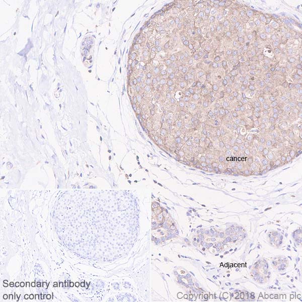 Immunohistochemistry (Formalin/PFA-fixed paraffin-embedded sections) - Anti-PTP1B antibody [EPR22474] (ab244207), expandable thumbnail