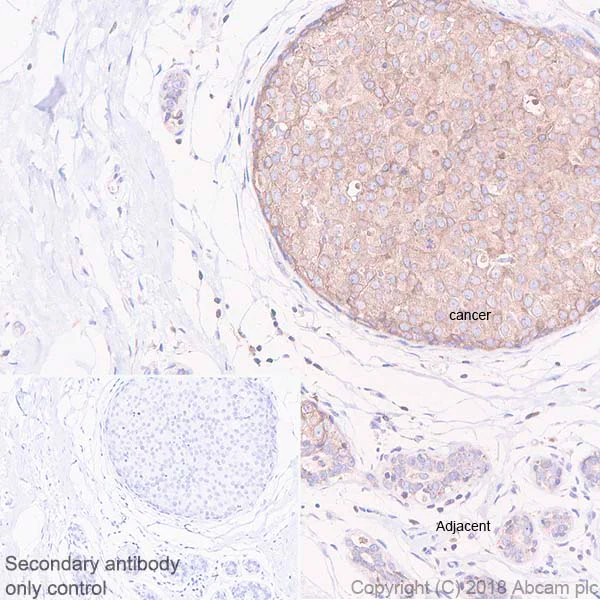 Immunohistochemistry (Formalin/PFA-fixed paraffin-embedded sections) - Anti-PTP1B antibody [EPR22474] (AB244207)
