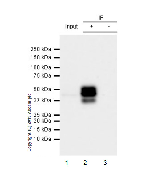 Immunoprecipitation - Anti-PTP1B antibody [EPR22474] (AB244207), expandable thumbnail