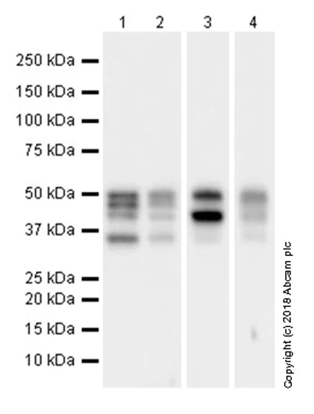 Western blot - Anti-PTP1B antibody [EPR22474] (AB244207)