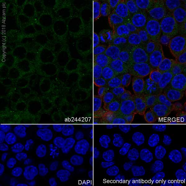 Immunocytochemistry/ Immunofluorescence - Anti-PTP1B antibody [EPR22474] - BSA and Azide free (AB245984)