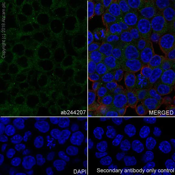 Immunocytochemistry/ Immunofluorescence - Anti-PTP1B antibody [EPR22474] - BSA and Azide free (AB245984)