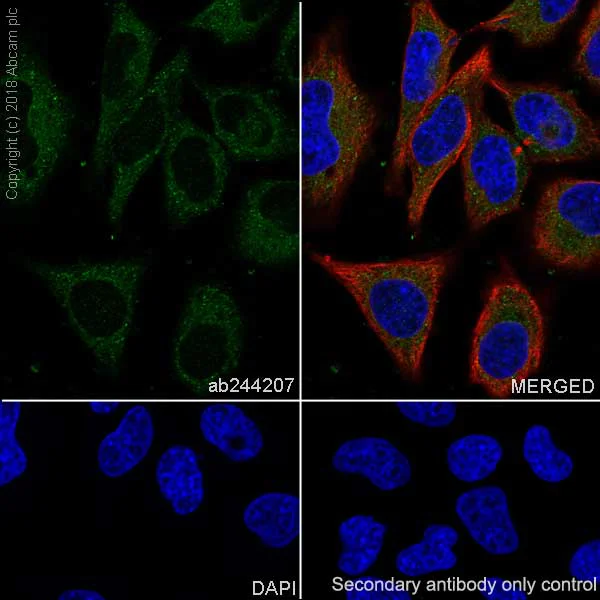 Immunocytochemistry/ Immunofluorescence - Anti-PTP1B antibody [EPR22474] - BSA and Azide free (AB245984)